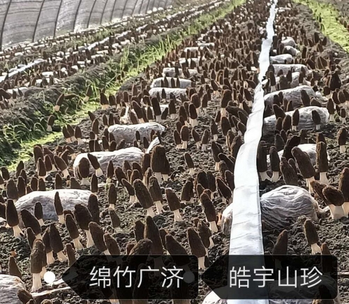 &#74;&#68;&#66;&#40;&#20013;&#22269;&#30005;&#23376;&#41;&#23448;&#26041;&#32593;&#31449;&#95;&#74;&#68;&#66;